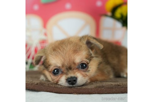 成約済の千葉県のチワワ(ロングコート)-291247の1枚目