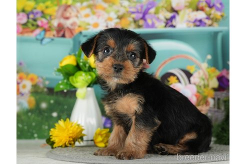 成約済の千葉県のヨークシャーテリア-291251の6枚目