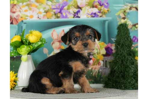 成約済の千葉県のヨークシャーテリア-291251の7枚目