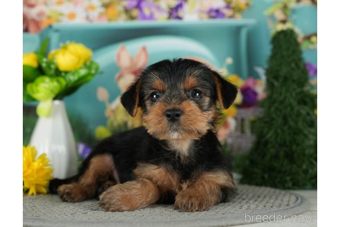 成約済の千葉県のヨークシャーテリア-291251の8枚目