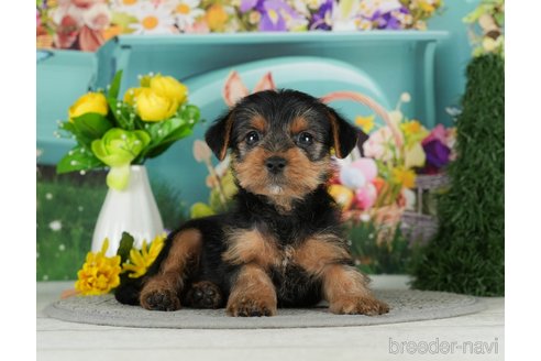 成約済の千葉県のヨークシャーテリア-291251の3枚目