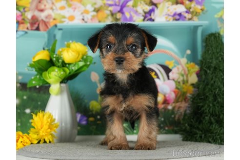 成約済の千葉県のヨークシャーテリア-291251の4枚目