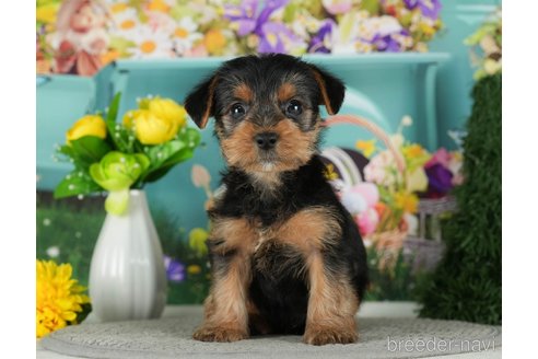 成約済の千葉県のヨークシャーテリア-291251の5枚目