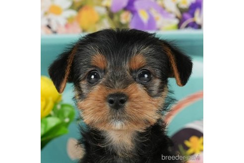 成約済の千葉県のヨークシャーテリア-291251