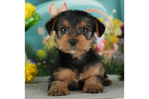 成約済の千葉県のヨークシャーテリア-291251の2枚目