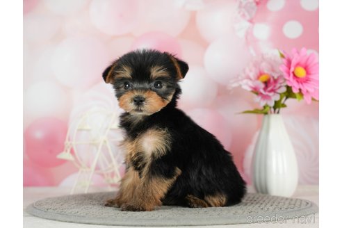 成約済の千葉県のヨークシャーテリア-291252の6枚目