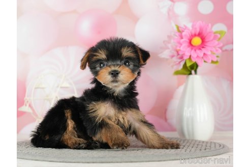 成約済の千葉県のヨークシャーテリア-291252の8枚目