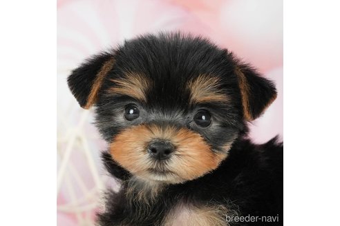 成約済の千葉県のヨークシャーテリア-291252