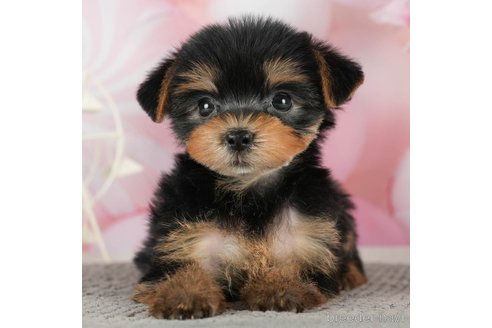 成約済の千葉県のヨークシャーテリア-291252の5枚目