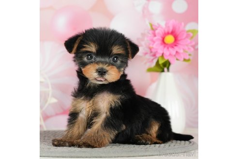 成約済の千葉県のヨークシャーテリア-291252の2枚目