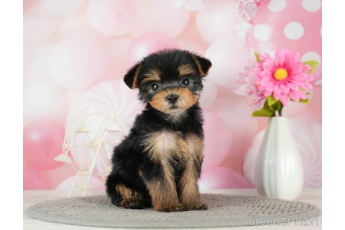 成約済の千葉県のヨークシャーテリア-291252の3枚目