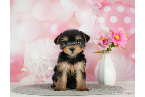 成約済の千葉県のヨークシャーテリア-291252の4枚目