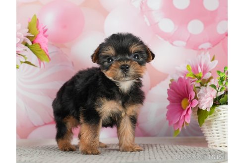 成約済の千葉県のヨークシャーテリア-291254の6枚目