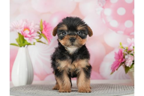 成約済の千葉県のヨークシャーテリア-291254の5枚目