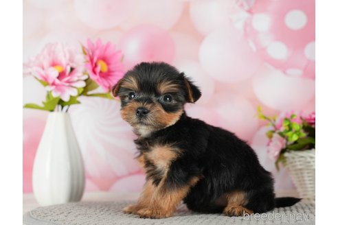 成約済の千葉県のヨークシャーテリア-291254の7枚目