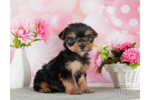 成約済の千葉県のヨークシャーテリア-291254の8枚目