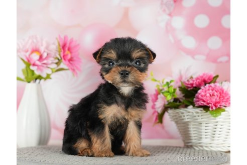成約済の千葉県のヨークシャーテリア-291254の9枚目