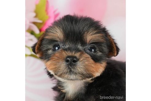 成約済の千葉県のヨークシャーテリア-291254