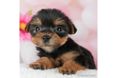 成約済の千葉県のヨークシャーテリア-291254の2枚目