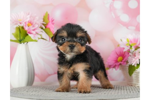 成約済の千葉県のヨークシャーテリア-291254の3枚目