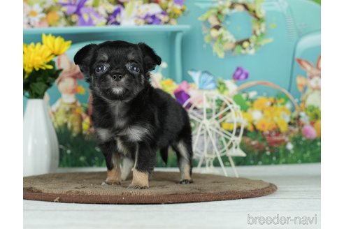 成約済の千葉県のチワワ(ロングコート)-291255の5枚目