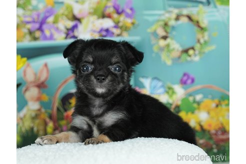 成約済の千葉県のチワワ(ロングコート)-291255の6枚目