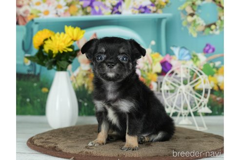 成約済の千葉県のチワワ(ロングコート)-291255の8枚目