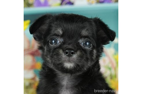 成約済の千葉県のチワワ(ロングコート)-291255の7枚目