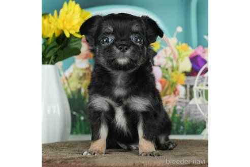 成約済の千葉県のチワワ(ロングコート)-291255の2枚目