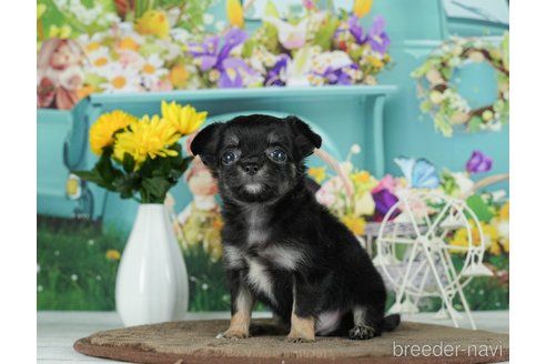 成約済の千葉県のチワワ(ロングコート)-291255の3枚目