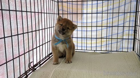 成約済の茨城県の柴犬-291258の6枚目