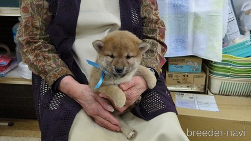 成約済の茨城県の柴犬-291258の3枚目