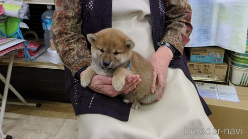 成約済の茨城県の柴犬-291258の2枚目