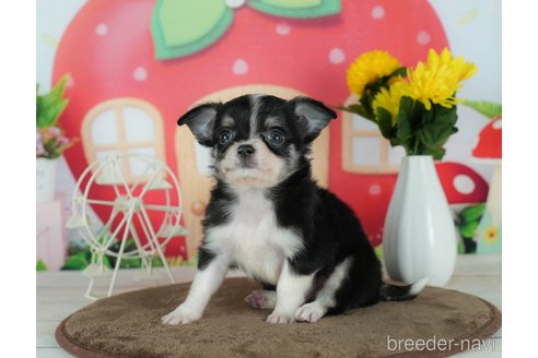 成約済の千葉県のチワワ(ロングコート)-291257の9枚目