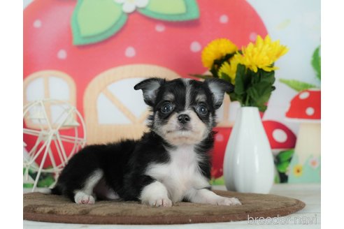 成約済の千葉県のチワワ(ロングコート)-291257の10枚目