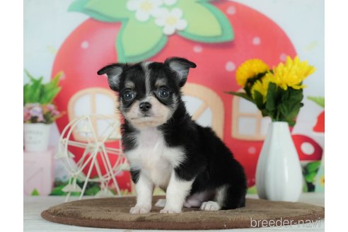 成約済の千葉県のチワワ(ロングコート)-291257の6枚目