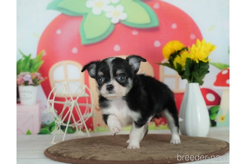 成約済の千葉県のチワワ(ロングコート)-291257の8枚目