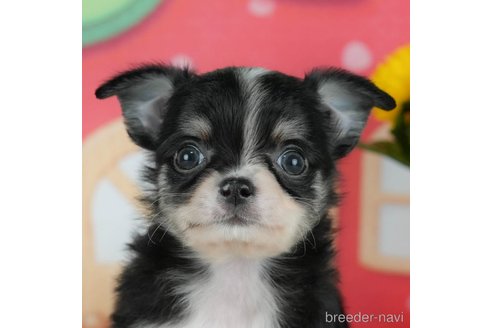 成約済の千葉県のチワワ(ロングコート)-291257の1枚目