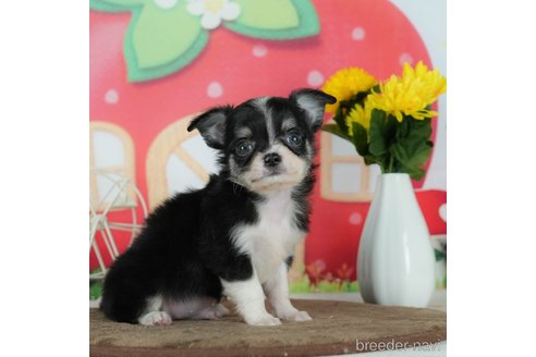 成約済の千葉県のチワワ(ロングコート)-291257の3枚目