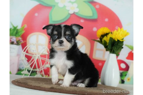 成約済の千葉県のチワワ(ロングコート)-291257の5枚目