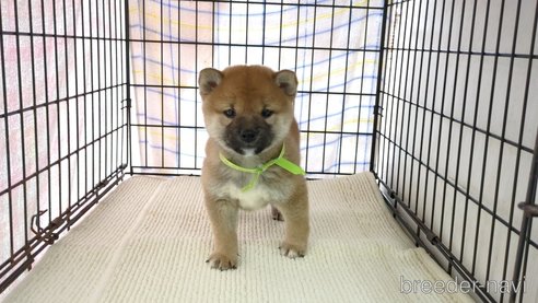 成約済の茨城県の柴犬-291259の6枚目