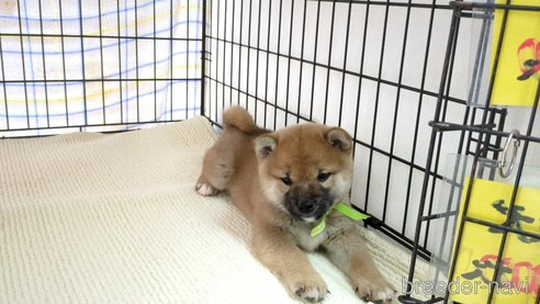 成約済の茨城県の柴犬-291259の5枚目