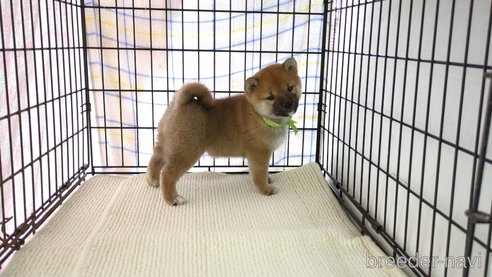 成約済の茨城県の柴犬-291259の4枚目