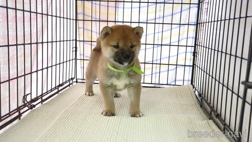 成約済の茨城県の柴犬-291259の3枚目