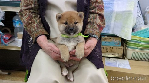 成約済の茨城県の柴犬-291259の2枚目