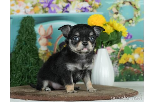 成約済の千葉県のチワワ(ロングコート)-291260の9枚目