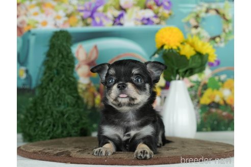 成約済の千葉県のチワワ(ロングコート)-291260の7枚目