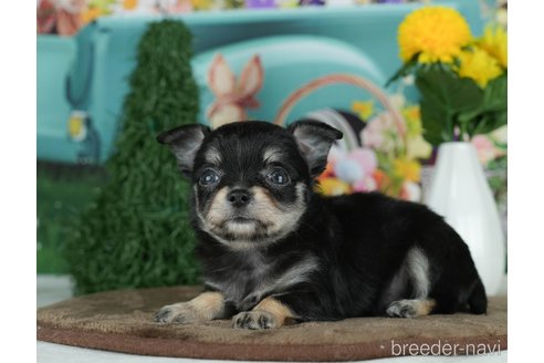 成約済の千葉県のチワワ(ロングコート)-291260の6枚目