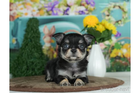 成約済の千葉県のチワワ(ロングコート)-291260の8枚目