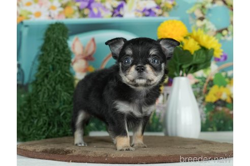 成約済の千葉県のチワワ(ロングコート)-291260の2枚目